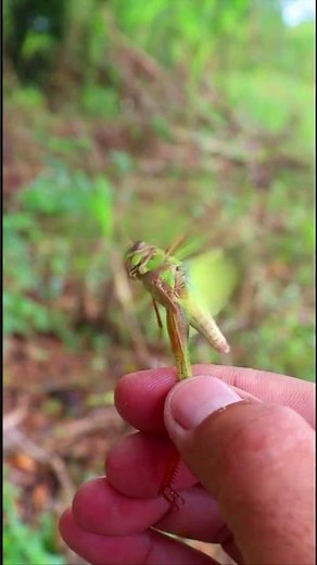 Amazing this locust flapped its wings for 45 seconds without stoppingwith real naturel sound#insect