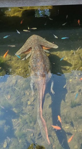 Exploring the Diplocaulus: A Prehistoric Wonder