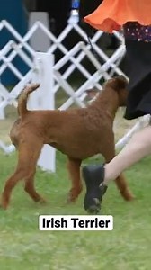 4.3K views · 64 reactions | The Irish Terrier #reels #doglovers #dogbreeds #irishterrier | Dogumentary TV | Facebook