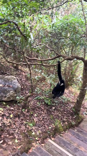 Lets dance. #dancechallenge #dance #enjoylife #forestlife | Gibbon Conservation