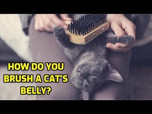 How To Brush A Cat's Belly (In 5 Easy Steps)