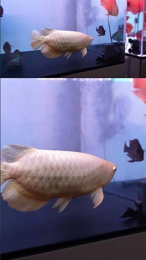 I visited someone with an incredible collection of deep red arowanas‼️