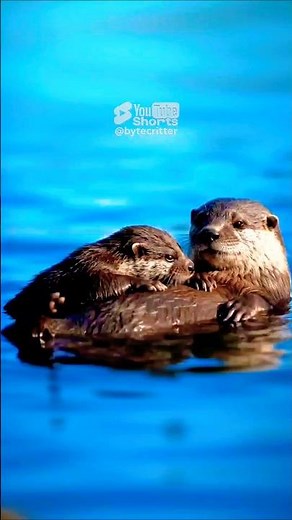 Wait… Did That Baby Otter Just Sneeze?! 😂🦦 | Cutest Fail Ever #animalshorts #babyotter #petday2025