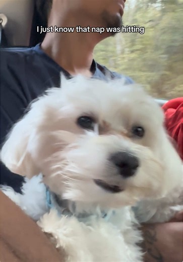 Naps on vacation are the best 🤝 #naps #hitting #fyp #dogsoftiktok #maltese