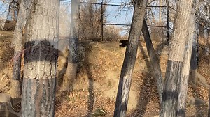 1.2K views · 54 reactions | ZooMontana wolverines are being featured in Mutual of Omaha Wild Kingdom show. They filmed today at the zoo and the wolverines put on quite a show. | Laurel Outlook | Facebook