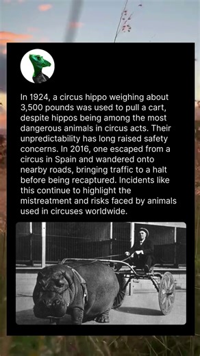 Circus hippo pulling cart