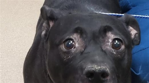 Ask the Shelter: How can I keep my dog out of my stuff while I'm away?