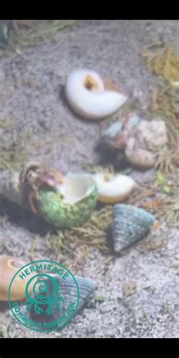 Best Of the Crabitat | George Leads the Shell Search