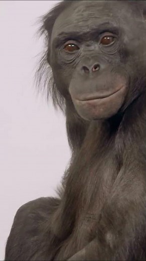 Meet Kanzi, the monkey photographer! 🤣📷 | Photo Ark | ‪@natgeokids‬