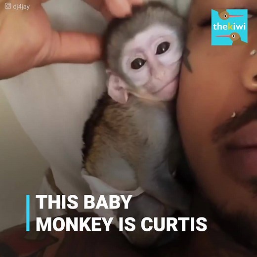 When Curtis arrived to his life he was so little he could barely eat. So this man took the cutest decision ever after he decided to adopt a baby monkey and give him all the love and special cares he deserved. Their bond is so adorable that it’ll melt your heart by just seeing them together. What's more, Curtis isn’t the only one at home, as he has two beautiful siblings with whom he loves to play with. Credits: 4JAY instagram.com/dj4jay/ youtube.com/channel/UCg1O4q_4jXoNN3U_w-TtVVg/videos You ca