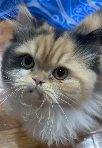 Adorable Persian Kitten Cuteness Overload