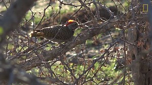 From the dainty pied kingfisher to the powerful secretarybird, how many of these feathered species are you familiar with? | Safari Live