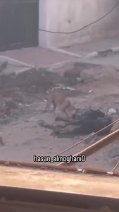 dogs eating dead people in Gaza