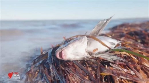 Scientists call for immediate action to tackle algal bloom