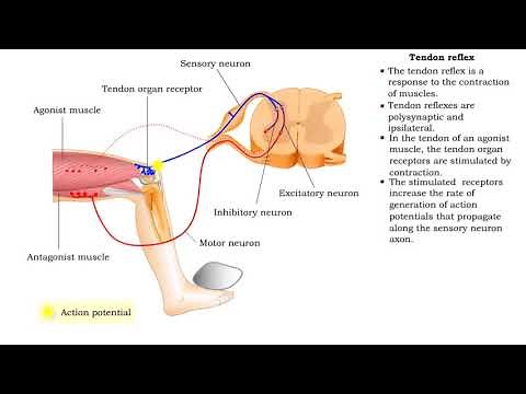 Stretch reflex & Tendon reflex