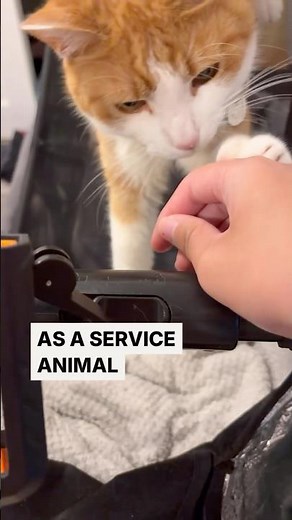 Which provinces in Canada has a service dog policy only and doesn’t recognize cats in human rights?