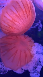 "I shall call him squishy, and he shall be mine. He shall be my squishy.” -Dory 🪼 The newest species in the Bayer Insectarium is the South American sea nettle! The jellyfish drift with the water current, using their long tentacles to catch and eat tiny animals like zooplankton. While sea nettles deliver a painful sting, they are not dangerous to humans. Visit the new habitat in the Insectarium the next time you visit the Zoo! | Saint Louis Zoo