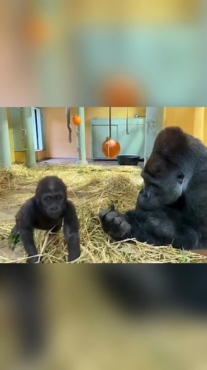 Sweet moment interaction gorilla baby with daddy. #gorillareels #monkeyreels #gorillasreels #wildlifereels #animalsreels #naturereels #gorillazreels #photographyreels #monkeysreels #chimpanzeereels #primatereels #silerbackreels #kingkongreels 💕🦍💖 | Family gorilla photos