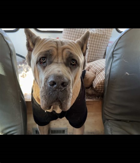 Lucius the Cane Corso Shows Off Tricks for Treats