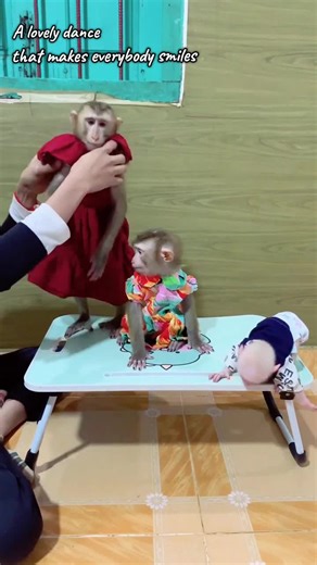 A lovely dance that everyone makes smile #monkey #lovely #dance #pets #unitedkingdom