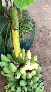 792K views · 8.1K reactions | Best idea!!! Great Unique Skill!! Harvesting more banana With New watermelon tree planting Methods #trees #fruits #relax #farmlife #gardening #vegetables #fruit #satisfying #healthy #healthyfood #love #growtree #foodgator #fruitsfarmer #greenlife #summer #videoviral #garden #fruits #farm #farmer #farming #unique #farmerlife #technology #technique | Dr. Rescue | Facebook
