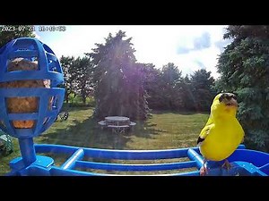 Hello Birdie: Smart Bird Feeder With App-Based Recognition