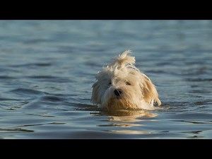 Havanese Tricks and Agility: Showcasing Their Smart Abilities
