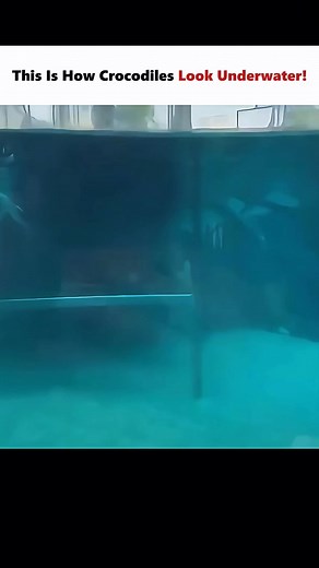 🐊 The Crocodile — Nature’s Ancient Predator Follow @inside_science_ for more fascinating stories from the wild! 🌍✨ The crocodile is one of Earth’s oldest and most formidable reptiles, a living link to the age of dinosaurs. Found in tropical rivers, lakes, and wetlands, these semi-aquatic giants are built for both stealth and power. With armor-like scales, crushing jaws, and lightning-fast reflexes, crocodiles are apex predators. Unlike alligators, their upper and lower jaws are nearly the same