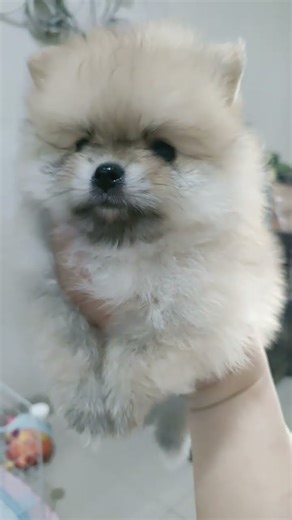 Flowy , 6 weeks 1 day . #pomeranian #puppy #puppyvideos #anabul #anjinglucu #fyp