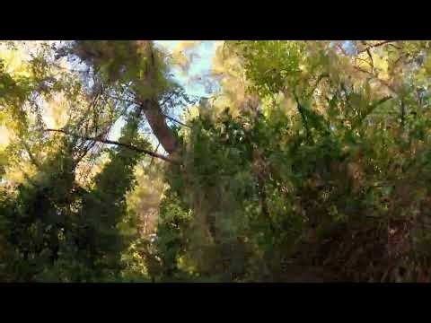 Ancient Trees & Tangled Vines