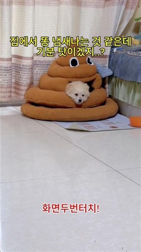 주인아 다음에 방석 사줄 땐 내가 고를게..