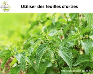 Feuilles d'orties et tomates : Comment les utiliser - Au potager bio
