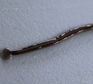 How to Get Rid of Hammerhead Worms - Fast!