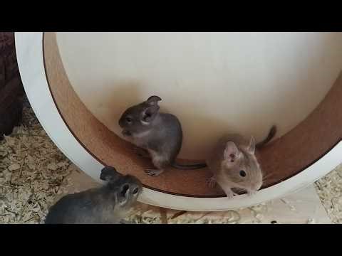 Degu Jungtiere und Flegelphase