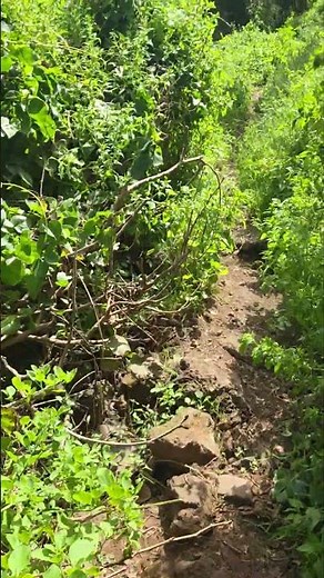 Path to Playa Los Patos | Hidden Beach Trail in Tenerife