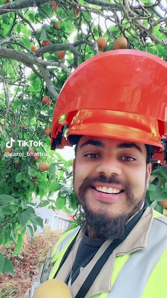 Fruit Picking Guide: Identifying Edible Tree Fruits