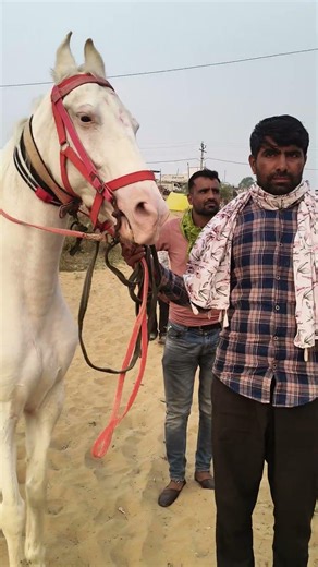 बहुत ही अच्छी वाइट घोड़ी शादी ब्याह के लिए#horse#shortvideo#pushkar#mela#2025#horse#life#subscribe🐎🐴