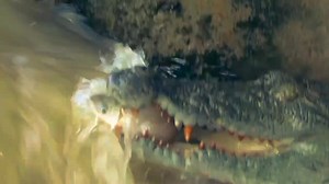 259K views · 3K reactions | Yala national park with HKN morning Safari 2025 /11/13 www.hknyalasafari.com whatsapp +94 777 130 679 | Hkn YalaSafari | Facebook