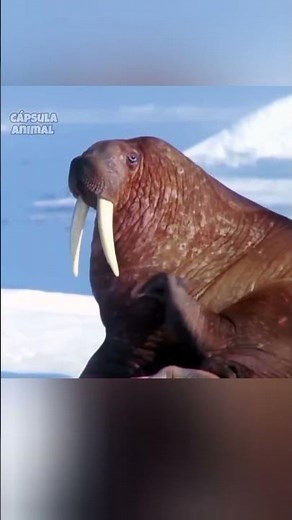 Las Morsas son mamíferos marinos #documental #curiosidades #animales #sabiasque #wildlife #ártico