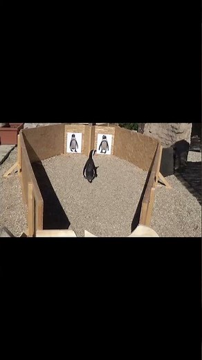 Not just a tuxedo: African penguins identify mates by their polka dots