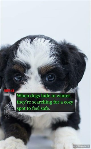 Heartfelt Dog Facts You Didn't Know! 🐶 | PetAgeCheck