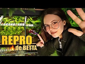 JE FAIS UNE REPRODUCTION DE BETTA… 😱ET C’EST LE BORDEL ! 🤯🐟