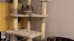 Watch This cat tree is really easy to assemble and does not take much space on Amazon Live