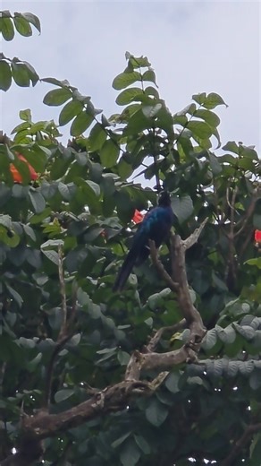 There's something magical about early morning walks in the village, where the air is crisp and the birdsong creates nature's perfect soundtrack. Western Kenya is home to some of the most vibrantly coloured birds you'll ever see... each dawn chorus a reminder of the beauty that surrounds us when we slow down to notice. Let's cherish and protect these natural treasures. Nature offers us free therapy every morning... let's embrace it. Let's take time to enjoy and appreciate the nature around us. Ea