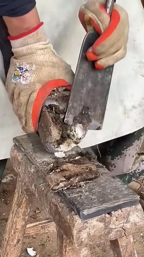 Donkey #horse #asmr #fblifestyle | Smart New