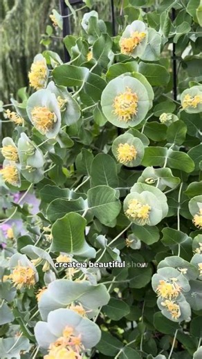 Your garden is missing this plant! Kintzley’s Ghost Honeysuckle 💛