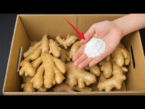 How to Store Ginger For 1 Year Without Spoilage|Mary Home
