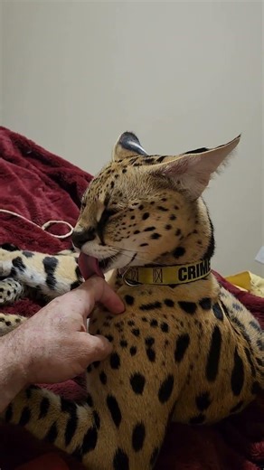 Post Play Pouncer Kisses! #pouncerthecat #servals #cats #cutecats