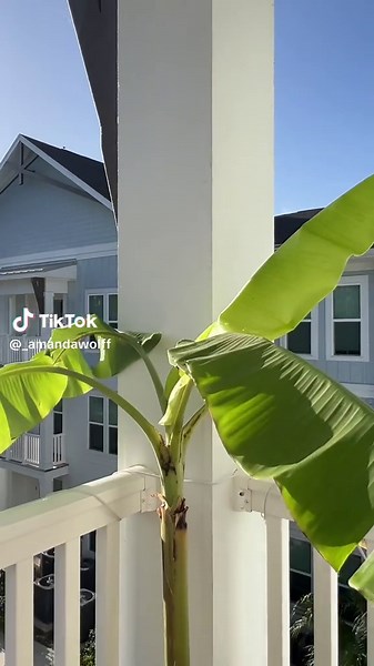 Amanda Wolff on TikTok