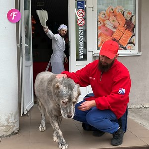 77K views · 470 reactions | Homeless dog's transformation touched by kind man | Fabiosa Life Stories | Facebook